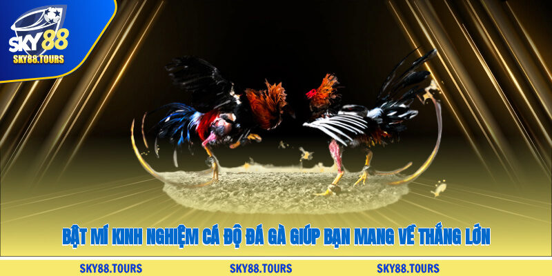 Bật mí kinh nghiệm cá độ đá gà giúp bạn mang về thắng lớn