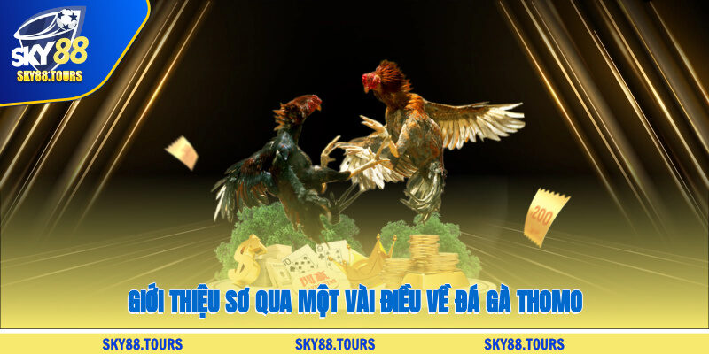 Giới thiệu sơ qua một vài điều về đá gà Thomo